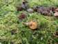 Lemezes tinóru (Phylloporus pelletieri), Zemplén